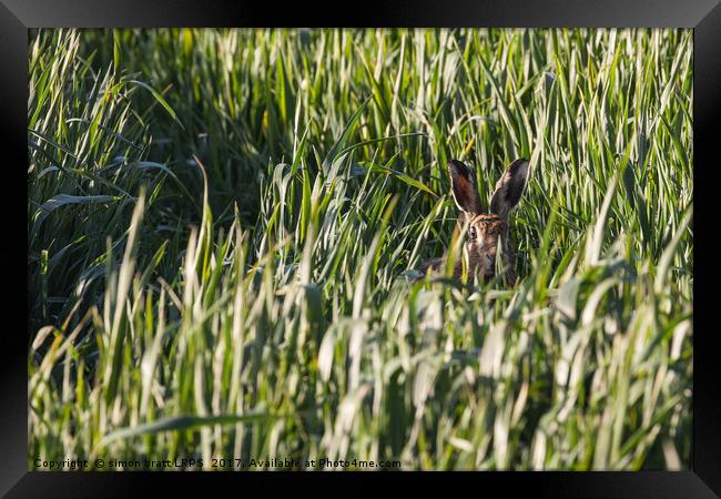 Wild Norfolk hare in crops looking at camera Framed Print by Simon Bratt LRPS