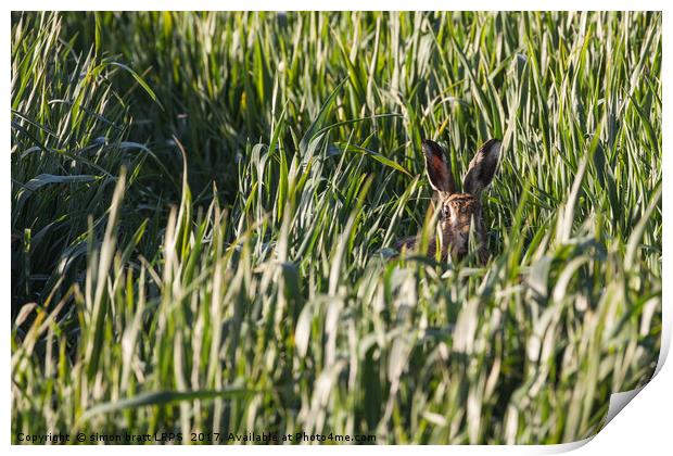 Wild Norfolk hare in crops looking at camera Print by Simon Bratt LRPS