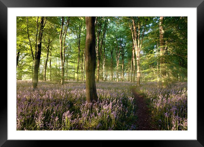 Sunrise in bluebell forest with little path Framed Mounted Print by Simon Bratt LRPS