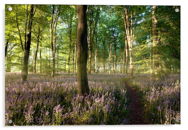 Sunrise in bluebell forest with little path Acrylic by Simon Bratt LRPS