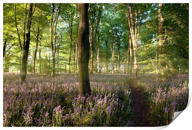 Sunrise in bluebell forest with little path Print by Simon Bratt LRPS