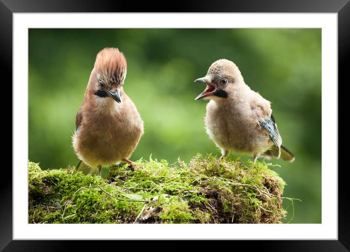 Jay bird mother with young chick Framed Mounted Print by Simon Bratt LRPS
