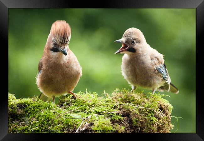 Jay bird mother with young chick Framed Print by Simon Bratt LRPS