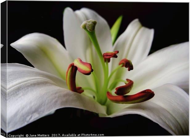 The Center of a Lilly Canvas Print by Jane Metters