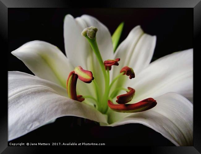 The Center of a Lilly Framed Print by Jane Metters