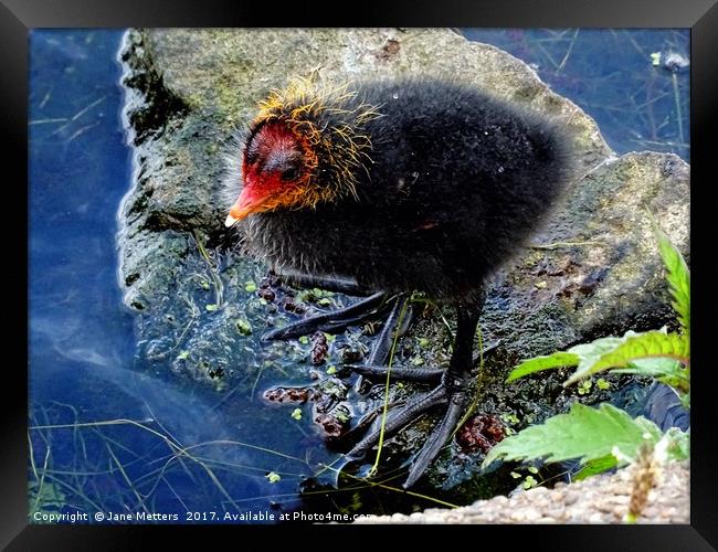       Look at those Feet                      Framed Print by Jane Metters