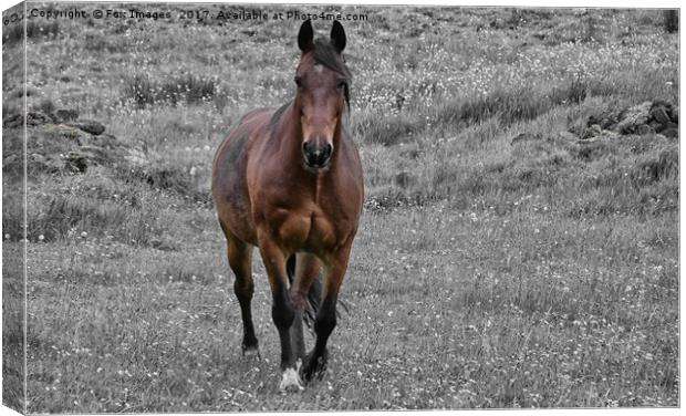 Horse in Birtle Canvas Print by Derrick Fox Lomax