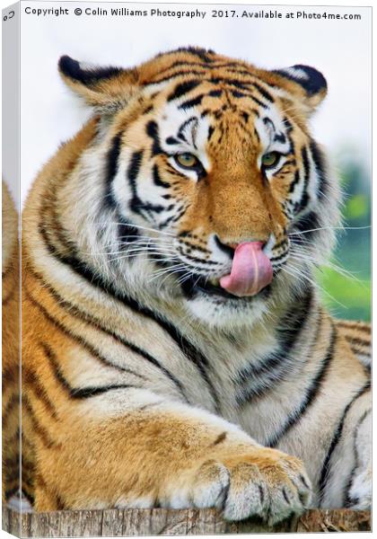 The Eye Of The Tiger - 3 Canvas Print by Colin Williams Photography