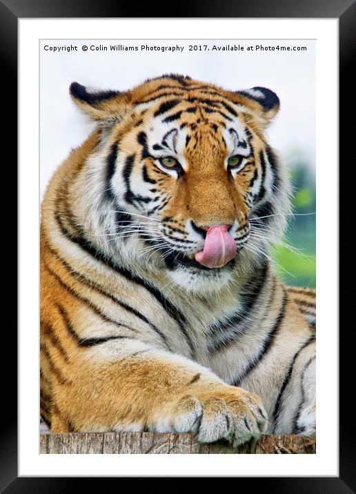 The Eye Of The Tiger - 3 Framed Mounted Print by Colin Williams Photography
