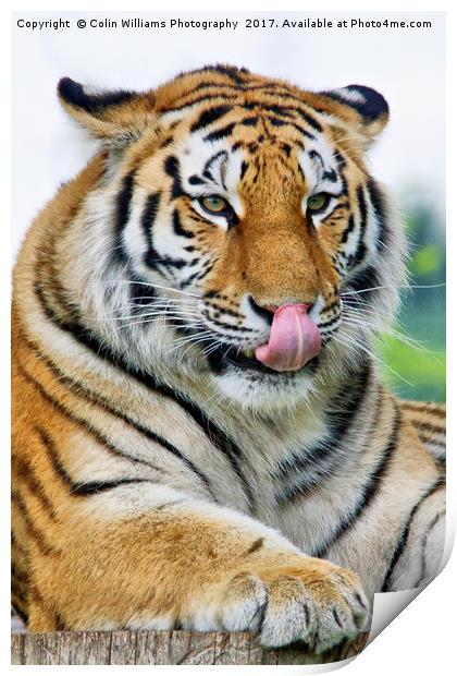 The Eye Of The Tiger - 3 Print by Colin Williams Photography