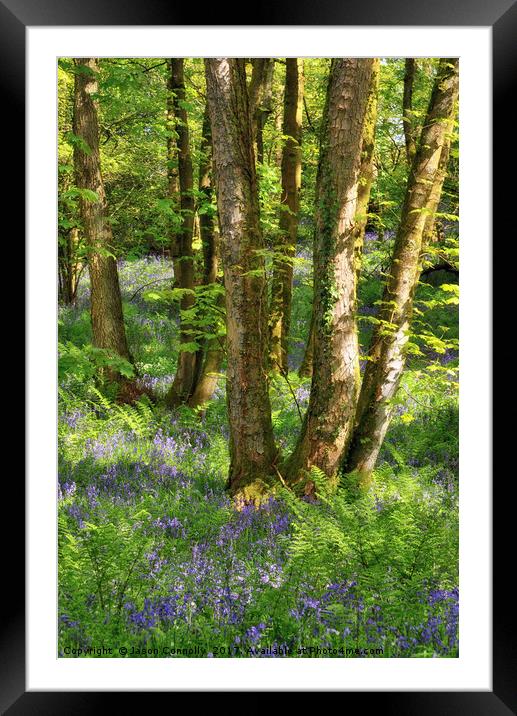 Bluebell wood, Caldervale Framed Mounted Print by Jason Connolly