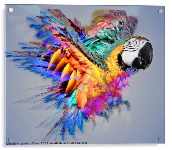 Macaw colour burst Acrylic by Mark Cake