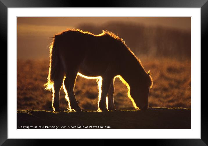Backlit Dartmoor Pony Framed Mounted Print by Paul F Prestidge