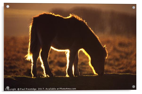 Backlit Dartmoor Pony Acrylic by Paul F Prestidge