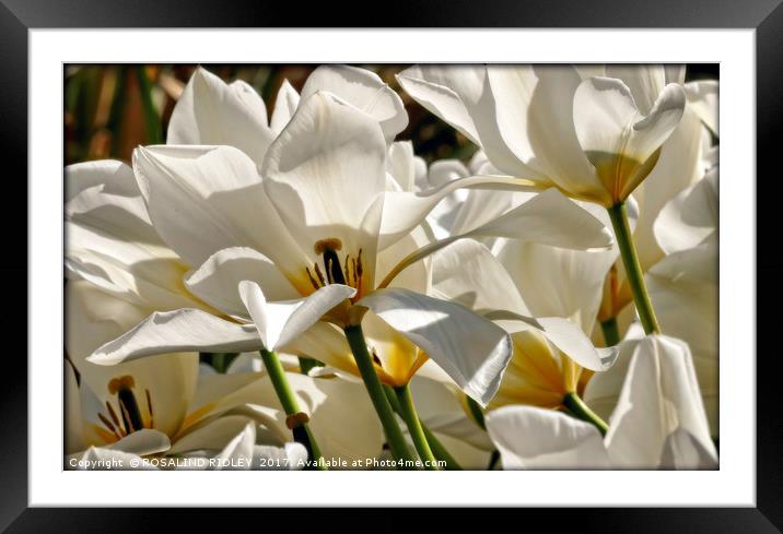 "White Tulips in the wind" Framed Mounted Print by ROS RIDLEY