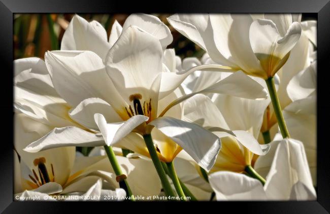 "White Tulips in the wind" Framed Print by ROS RIDLEY