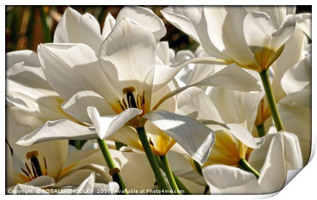 "White Tulips in the wind" Print by ROS RIDLEY