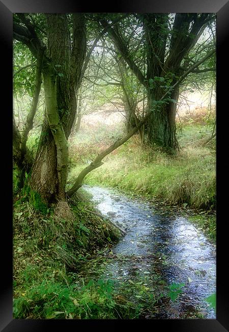 Autumn Stream Framed Print by Ann Garrett