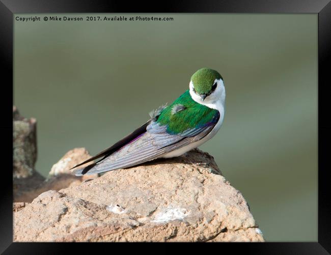 Violet-Green Swallow Framed Print by Mike Dawson