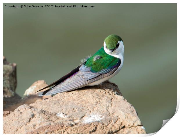 Violet-Green Swallow Print by Mike Dawson