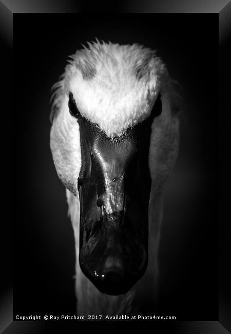 Dark Swan Framed Print by Ray Pritchard