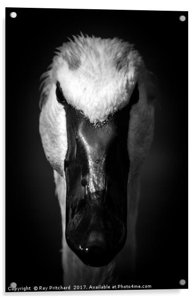 Dark Swan Acrylic by Ray Pritchard