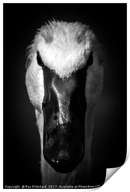 Dark Swan Print by Ray Pritchard