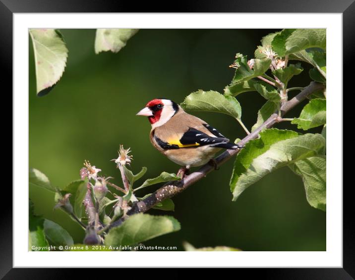 Goldfinch 8 Framed Mounted Print by Graeme B