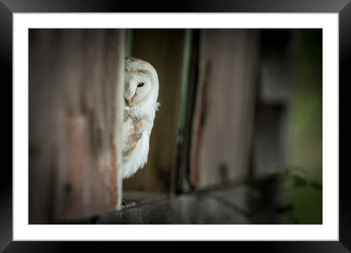 Yes, I can see you :o) Framed Mounted Print by Philip Male