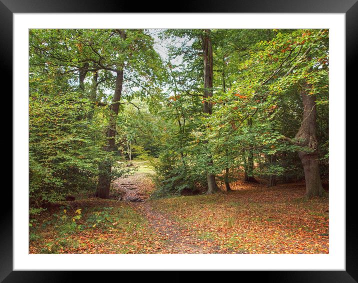 Epping Forest Framed Mounted Print by David French