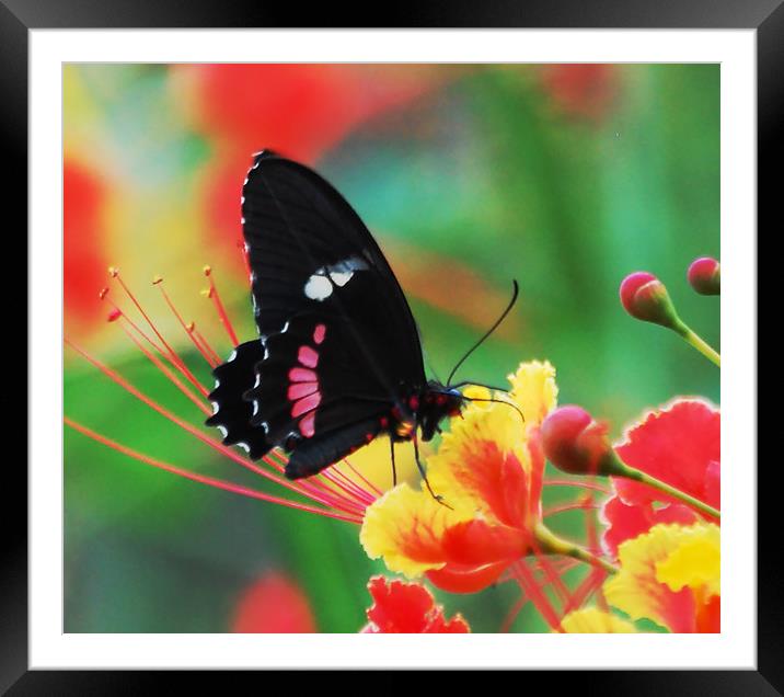 Butterfly in Costa Rica Framed Mounted Print by james balzano, jr.