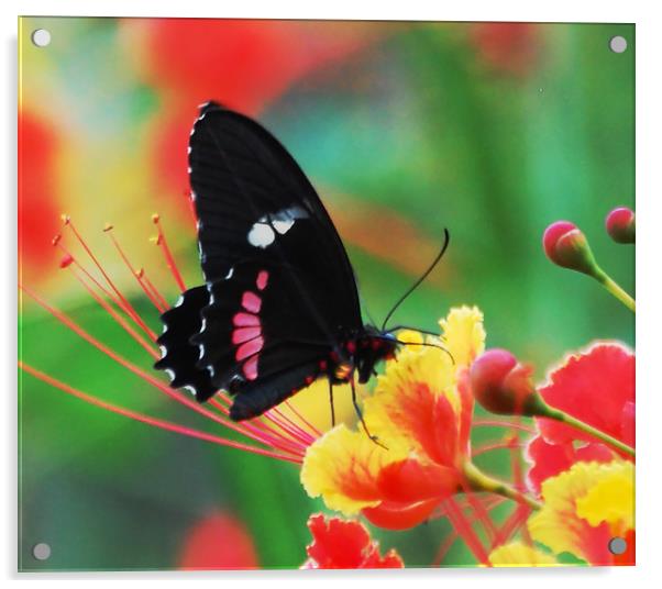 Butterfly in Costa Rica Acrylic by james balzano, jr.