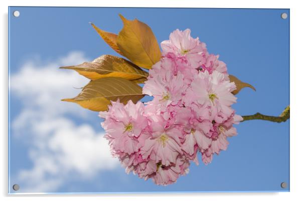 Cherry Blossom Acrylic by Gill Kennett