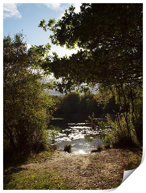 Epping Forest Print by David French