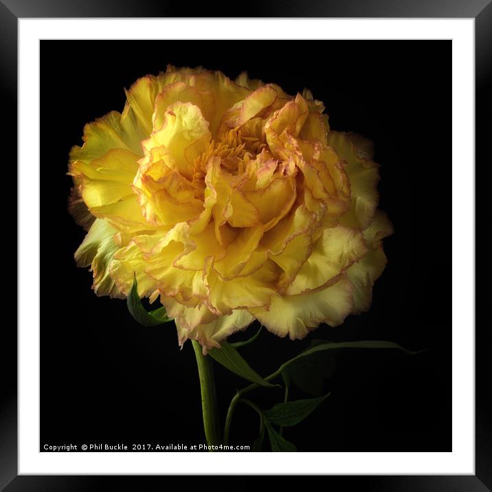 Peony Flower Framed Mounted Print by Phil Buckle