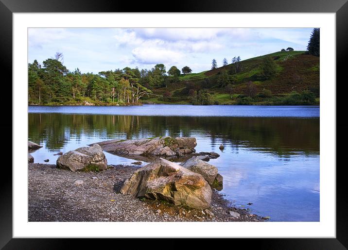 Tarn Hows Early Evening Framed Mounted Print by Jacqi Elmslie
