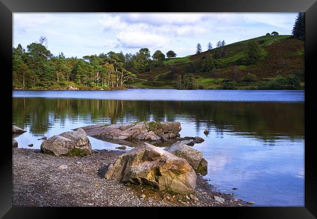 Tarn Hows Early Evening Framed Print by Jacqi Elmslie