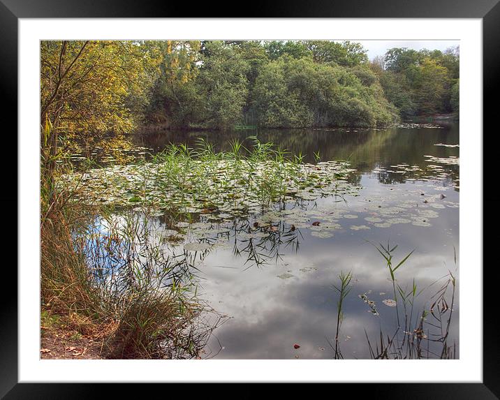 Epping Forest reflections Framed Mounted Print by David French