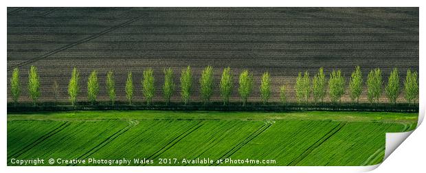 Spring Trees Print by Creative Photography Wales
