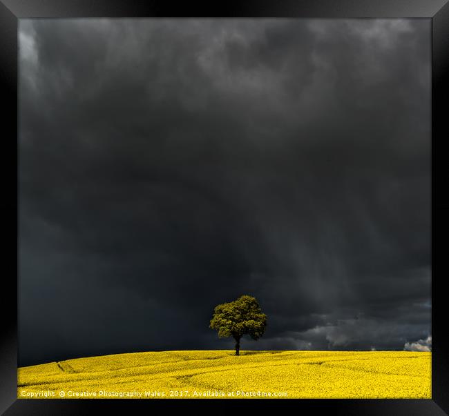 Tree in Yellow Field Framed Print by Creative Photography Wales