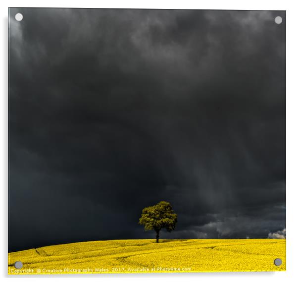Tree in Yellow Field Acrylic by Creative Photography Wales