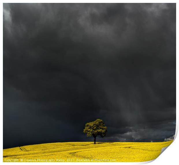 Tree in Yellow Field Print by Creative Photography Wales
