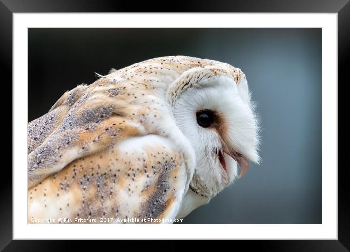 Barn Owl Framed Mounted Print by Ray Pritchard