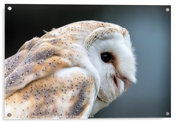 Barn Owl Acrylic by Ray Pritchard