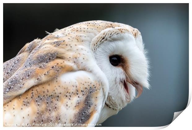 Barn Owl Print by Ray Pritchard