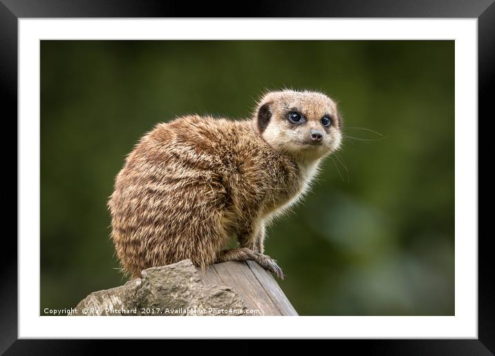 Meercat Framed Mounted Print by Ray Pritchard
