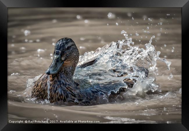 Water On A Ducks Back Framed Print by Ray Pritchard
