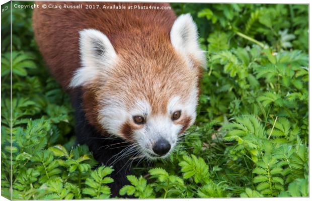Red Panda close up of face Canvas Print by Craig Russell