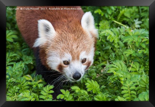 Red Panda close up of face Framed Print by Craig Russell