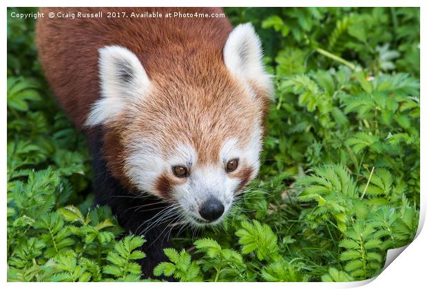 Red Panda close up of face Print by Craig Russell